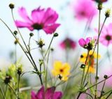 FREE Wildflower Seeds from Arm & Hammer
